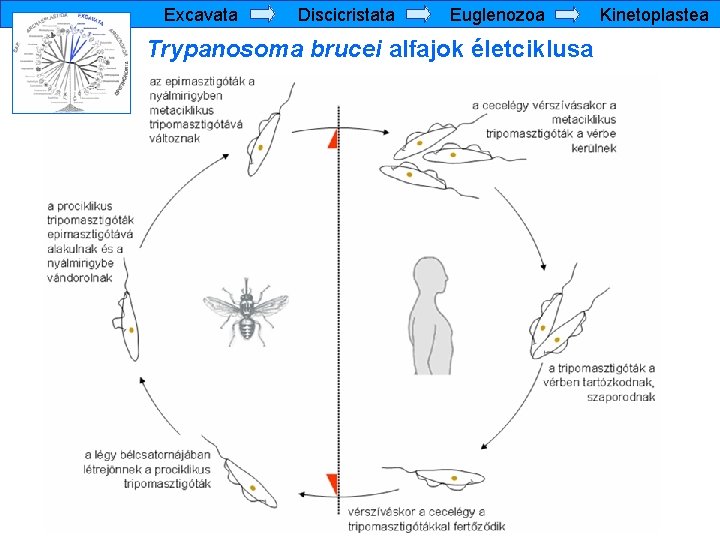 a Trichomonas klaszterek