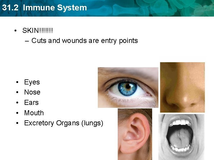 31. 2 Immune System • SKIN!!!!!!! – Cuts and wounds are entry points •