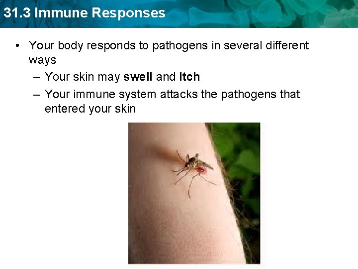 31. 3 Immune Responses • Your body responds to pathogens in several different ways