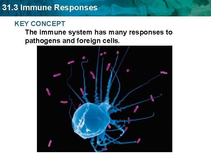 31. 3 Immune Responses KEY CONCEPT The immune system has many responses to pathogens