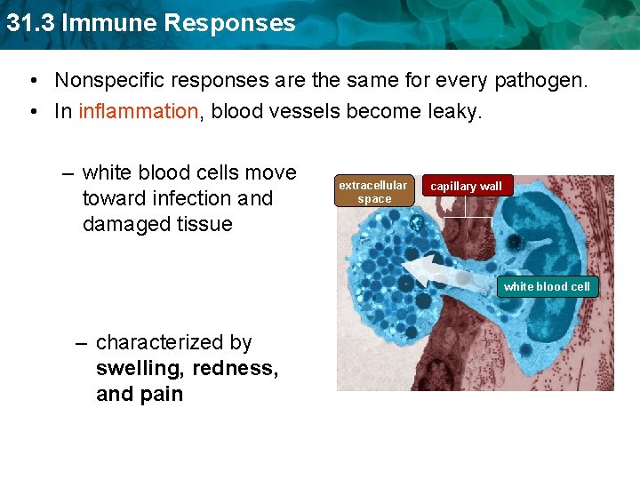 31. 3 Immune Responses • Nonspecific responses are the same for every pathogen. •