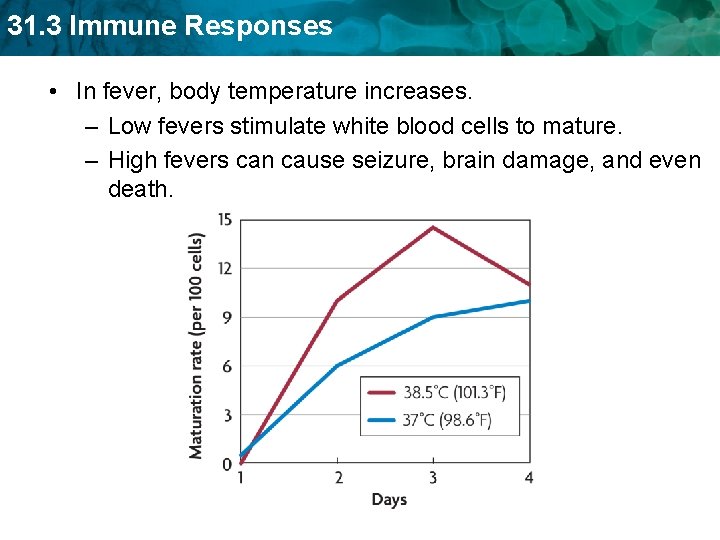 31. 3 Immune Responses • In fever, body temperature increases. – Low fevers stimulate