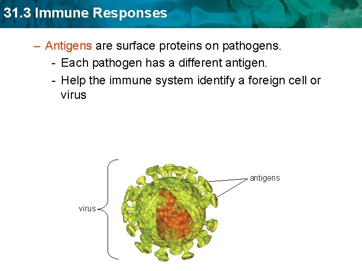 31. 3 Immune Responses – Antigens are surface proteins on pathogens. - Each pathogen