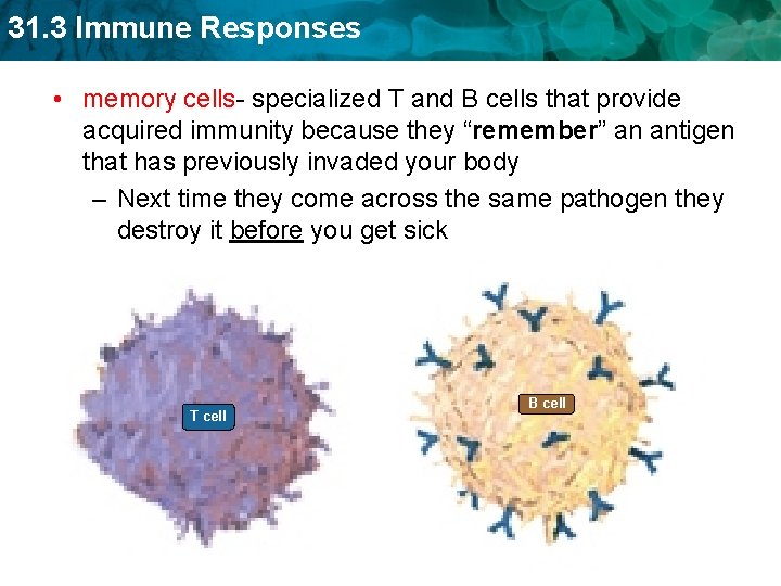 31. 3 Immune Responses • memory cells- specialized T and B cells that provide
