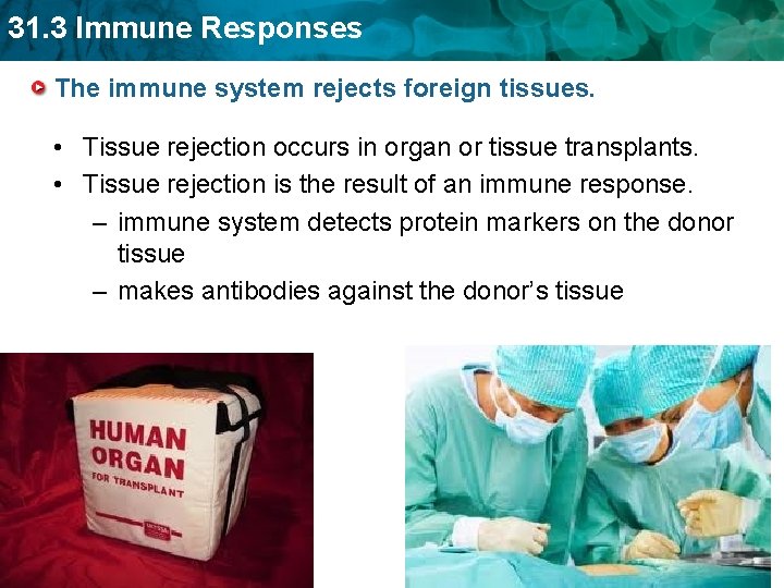 31. 3 Immune Responses The immune system rejects foreign tissues. • Tissue rejection occurs