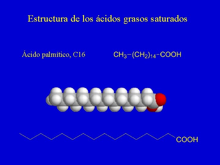 Estructura de los ácidos grasos saturados Ácido palmítico, C 16 