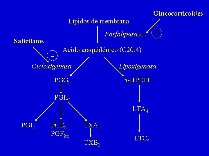 Glucocorticoides Lípidos de membrana Fosfolipasa A 2 Salicilatos - Ácido araquidónico (C 20: 4)