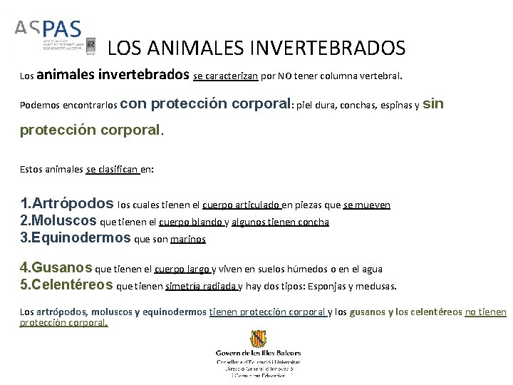 LOS ANIMALES INVERTEBRADOS Los animales invertebrados se caracterizan por NO tener columna vertebral. Podemos