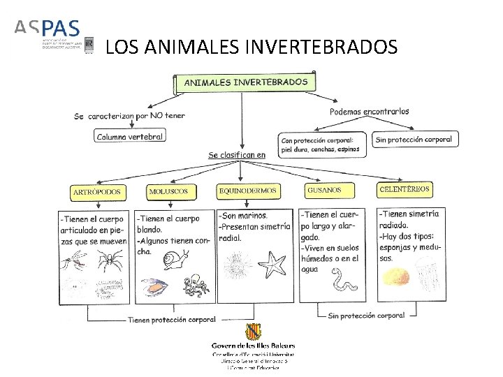 LOS ANIMALES INVERTEBRADOS 