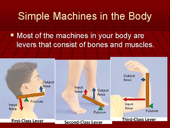 - Simple Machines in the Body § Most of the machines in your body