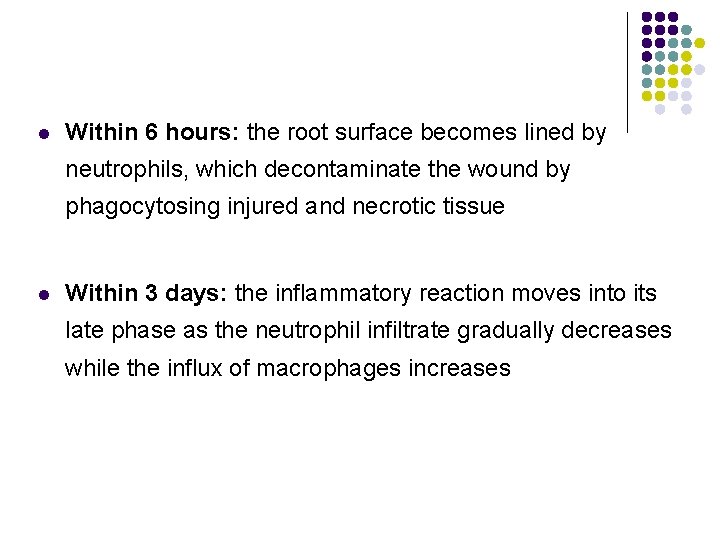 l Within 6 hours: the root surface becomes lined by neutrophils, which decontaminate the