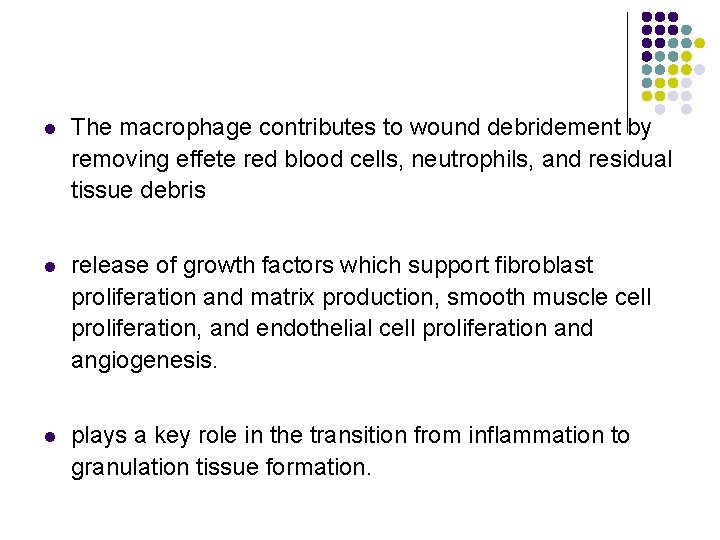 l The macrophage contributes to wound debridement by removing effete red blood cells, neutrophils,