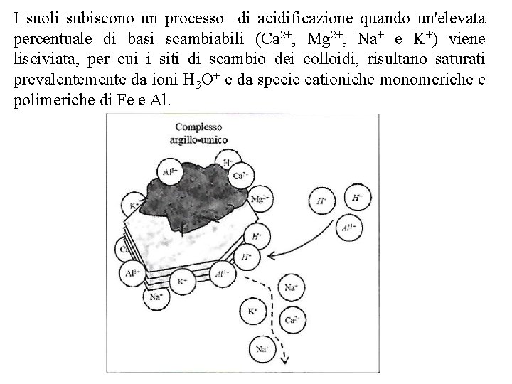 I suoli subiscono un processo di acidificazione quando un'elevata percentuale di basi scambiabili (Ca I suoli subiscono un processo di acidificazione quando un'elevata percentuale di basi scambiabili (Ca
