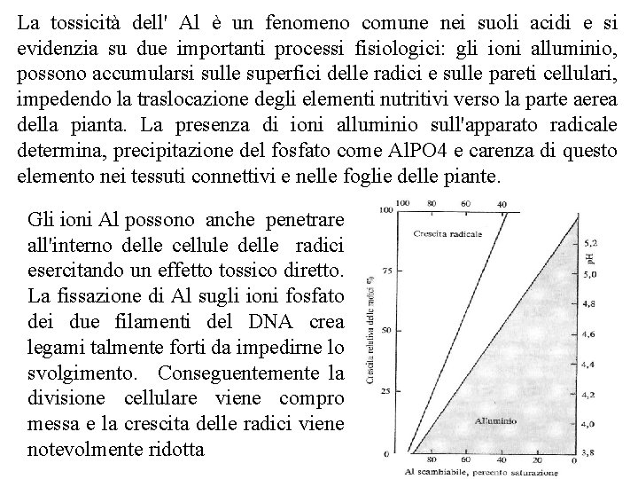La tossicità dell' Al è un fenomeno comune nei suoli acidi e si evidenzia La tossicità dell' Al è un fenomeno comune nei suoli acidi e si evidenzia