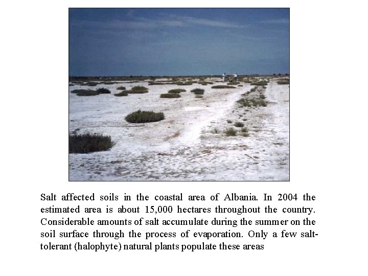 Salt affected soils in the coastal area of Albania. In 2004 the estimated area Salt affected soils in the coastal area of Albania. In 2004 the estimated area