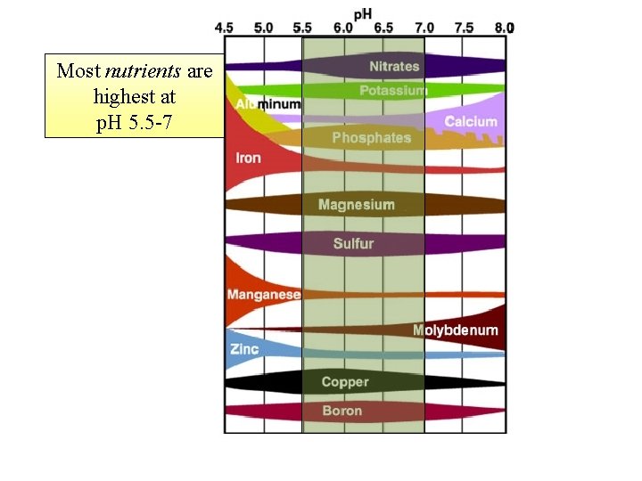 Most nutrients are highest at p. H 5. 5 -7 Most nutrients are highest at p. H 5. 5 -7