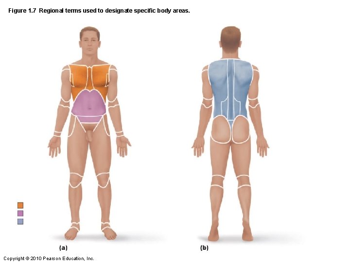 Figure 1. 7 Regional terms used to designate specific body areas. Copyright © 2010