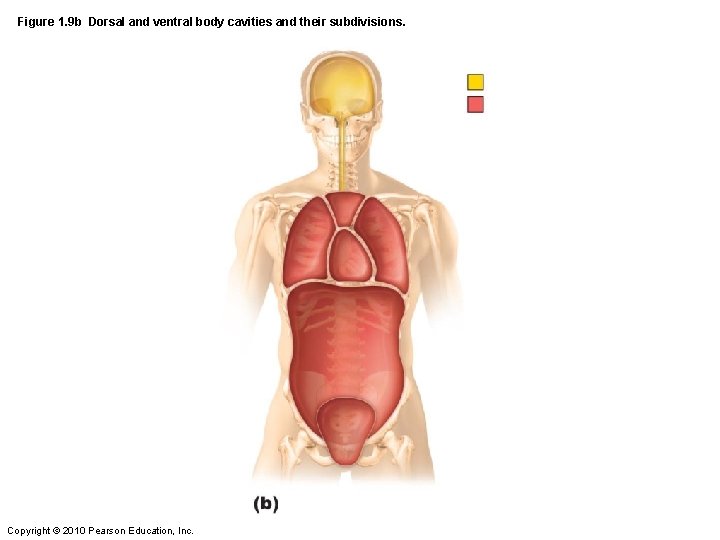 Figure 1. 9 b Dorsal and ventral body cavities and their subdivisions. Copyright ©