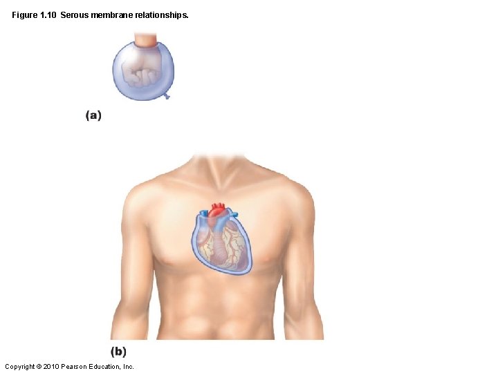 Figure 1. 10 Serous membrane relationships. Copyright © 2010 Pearson Education, Inc. 