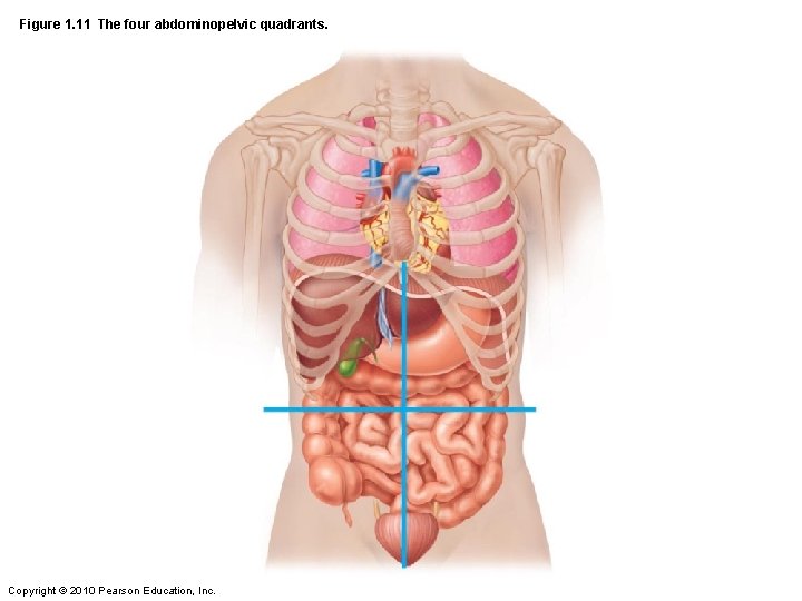 Figure 1. 11 The four abdominopelvic quadrants. Copyright © 2010 Pearson Education, Inc. 