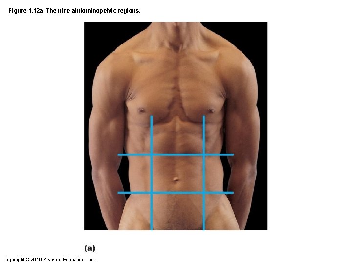 Figure 1. 12 a The nine abdominopelvic regions. Copyright © 2010 Pearson Education, Inc.
