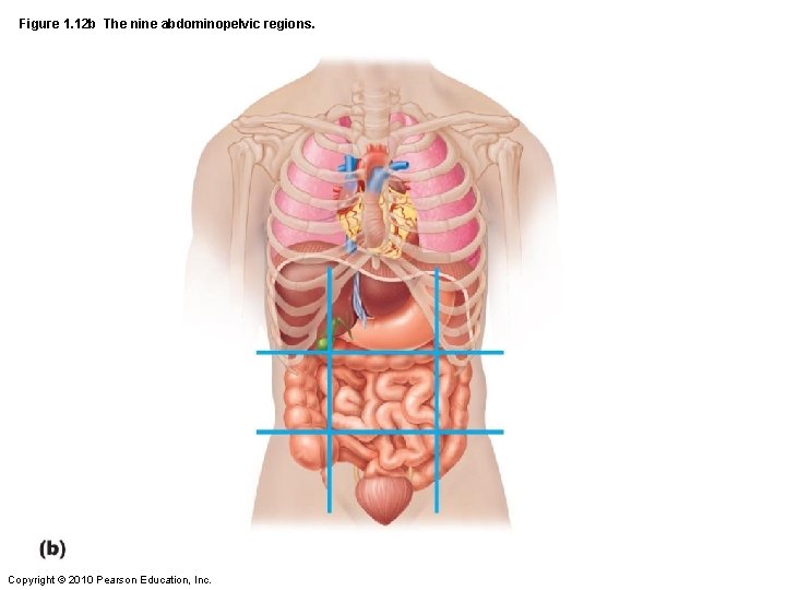 Figure 1. 12 b The nine abdominopelvic regions. Copyright © 2010 Pearson Education, Inc.