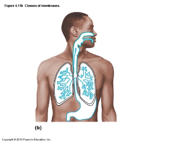 Figure 4. 11 b Classes of membranes. Copyright © 2010 Pearson Education, Inc. 