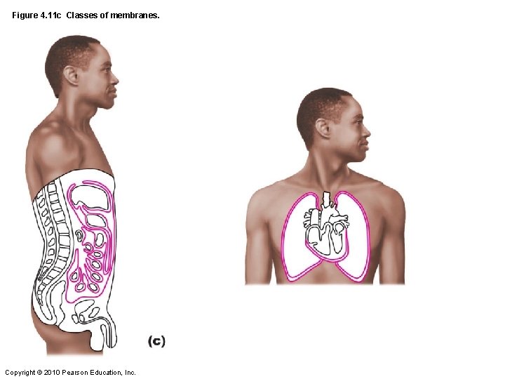 Figure 4. 11 c Classes of membranes. Copyright © 2010 Pearson Education, Inc. 