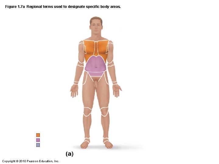 Figure 1. 7 a Regional terms used to designate specific body areas. Copyright ©
