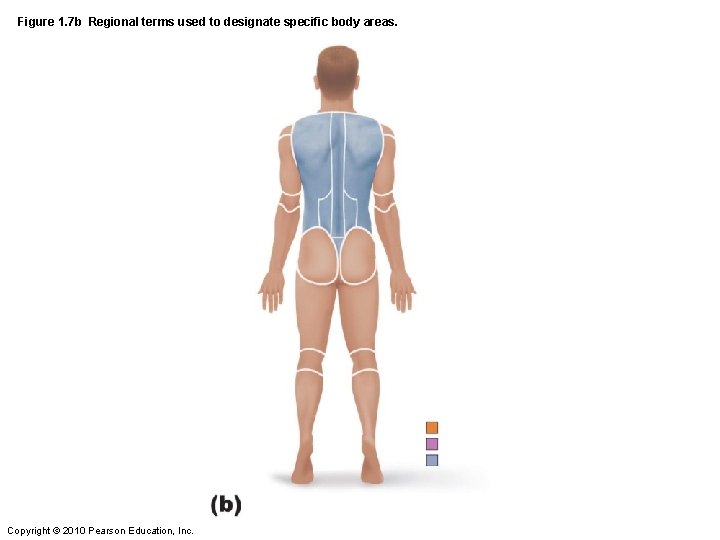 Figure 1. 7 b Regional terms used to designate specific body areas. Copyright ©