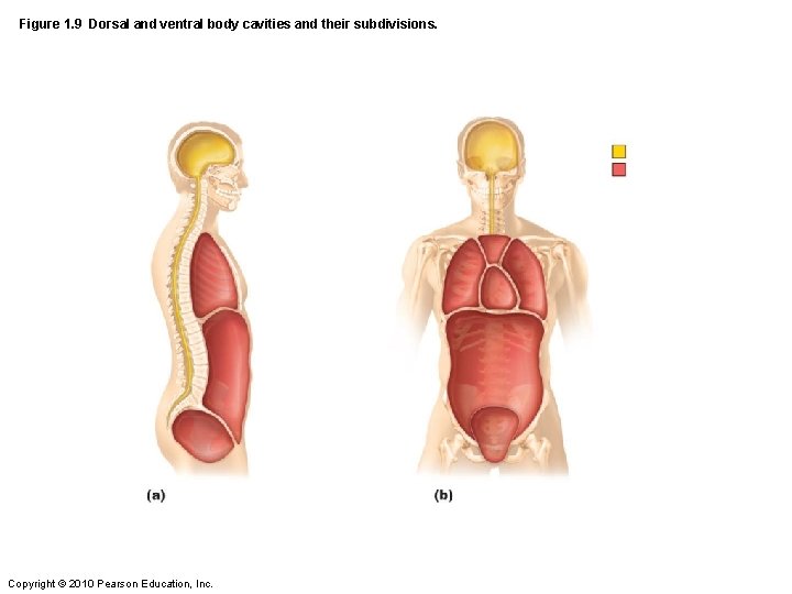 Figure 1. 9 Dorsal and ventral body cavities and their subdivisions. Copyright © 2010