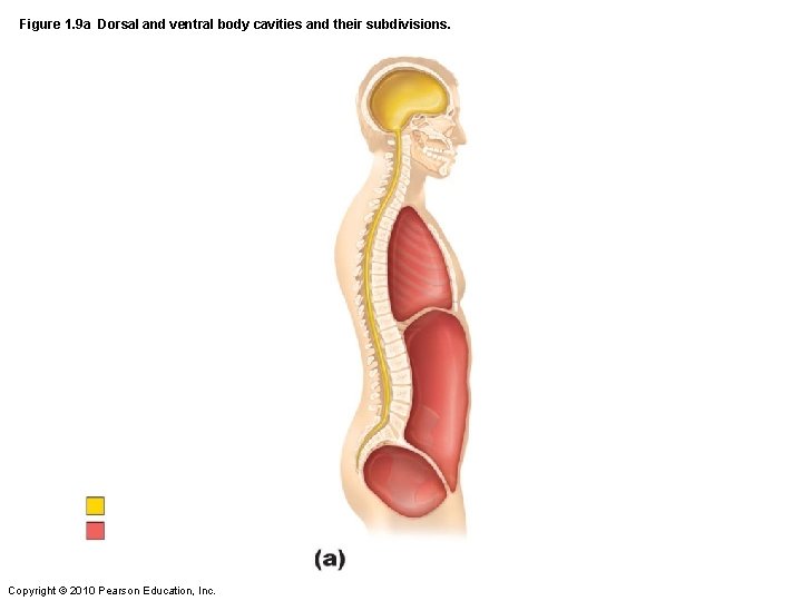 Figure 1. 9 a Dorsal and ventral body cavities and their subdivisions. Copyright ©