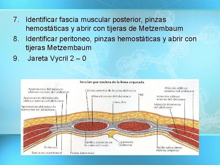 7. Identificar fascia muscular posterior, pinzas hemostáticas y abrir con tijeras de Metzembaum 8.