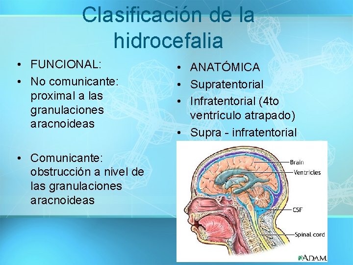 Clasificación de la hidrocefalia • FUNCIONAL: • No comunicante: proximal a las granulaciones aracnoideas