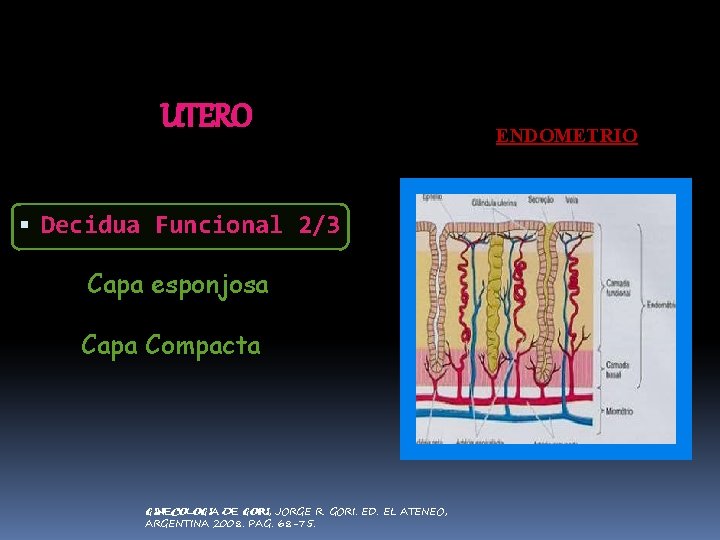 UTERO Decidua Funcional 2/3 Capa esponjosa Capa Compacta GINECOLOGIA DE GORI, JORGE R. GORI.