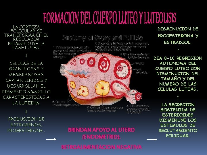 LA CORTEZA FOLICULAR SE TRANSFORMA EN EL REGULADOR PRIMARIO DE LA FASE LUTEA. DISMINUCION