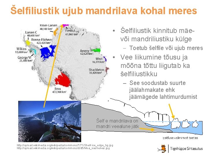 Šelfiliustik ujub mandrilava kohal meres Ekströmi šelfiliustik • Šelfiliustik kinnitub mäevõi mandriliustiku külge –