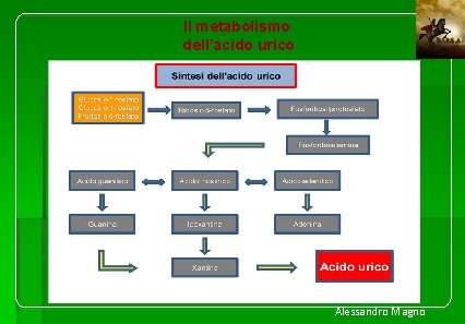 Il metabolismo dell’acido urico Alessandro Magno 