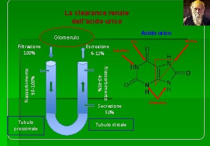 La clearance renale dell’acido urico Acido urico Glomerulo Escrezione 6 -12% Aspartato Secrezione 50%