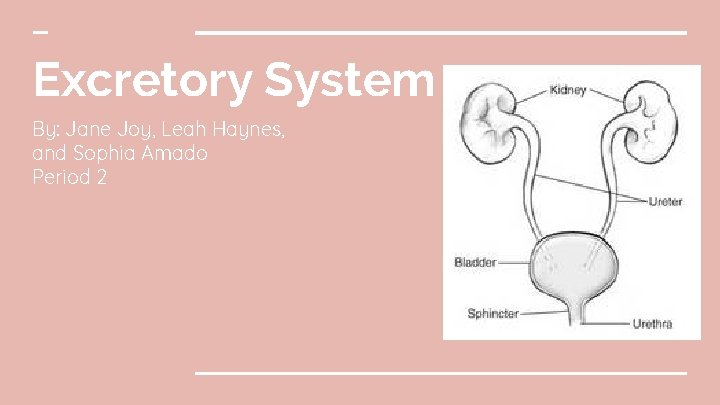 Excretory System By: Jane Joy, Leah Haynes, and Sophia Amado Period 2 