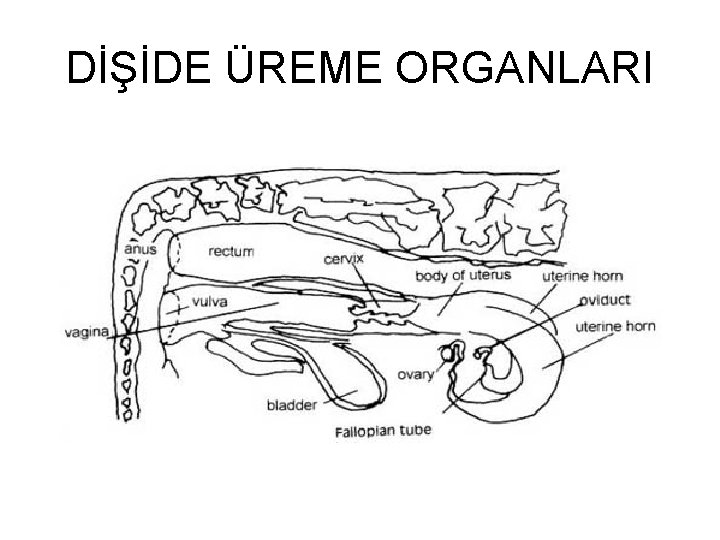 DİŞİDE ÜREME ORGANLARI 