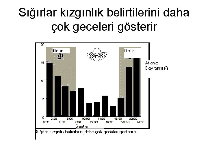 Sığırlar kızgınlık belirtilerini daha çok geceleri gösterir 