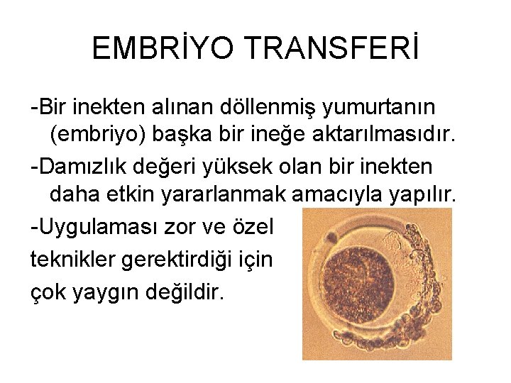 EMBRİYO TRANSFERİ -Bir inekten alınan döllenmiş yumurtanın (embriyo) başka bir ineğe aktarılmasıdır. -Damızlık değeri