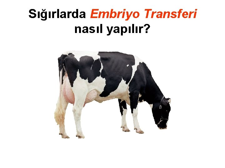 Sığırlarda Embriyo Transferi nasıl yapılır? 