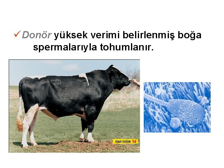 ü Donör yüksek verimi belirlenmiş boğa spermalarıyla tohumlanır. 