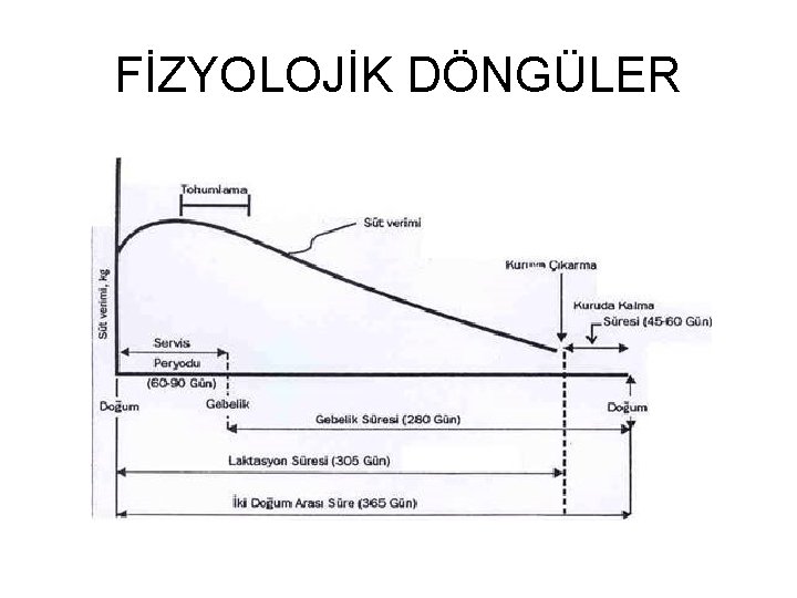 FİZYOLOJİK DÖNGÜLER 