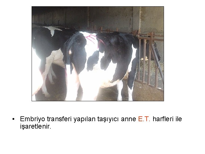  • Embriyo transferi yapılan taşıyıcı anne E. T. harfleri ile işaretlenir. 