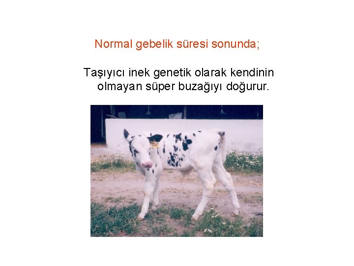 Normal gebelik süresi sonunda; Taşıyıcı inek genetik olarak kendinin olmayan süper buzağıyı doğurur. 