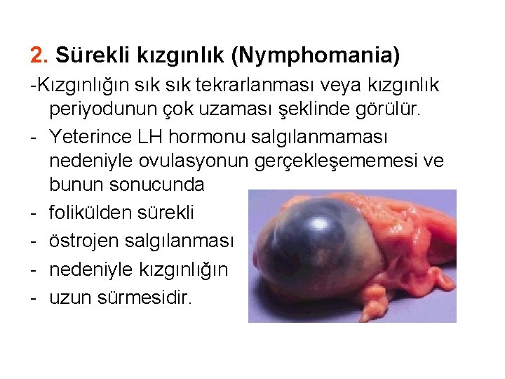 2. Sürekli kızgınlık (Nymphomania) -Kızgınlığın sık tekrarlanması veya kızgınlık periyodunun çok uzaması şeklinde görülür.