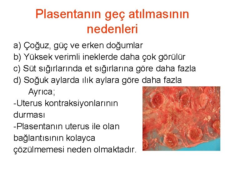 Plasentanın geç atılmasının nedenleri a) Çoğuz, güç ve erken doğumlar b) Yüksek verimli ineklerde